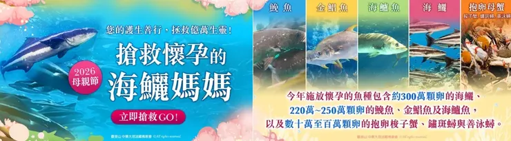 2026母親節 搶救懷孕的海鱺媽媽