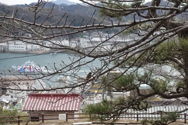 可以看到微微的雪花（但主角是樹上的鳥）