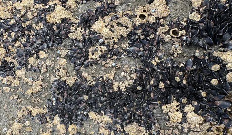 好久不見的小淡菜和藤壺們。