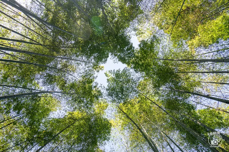 竹林茶席,瑞里茶席,瑞里茶葉,瑞里體驗,瑞里綠色隧道,綠色隧道,瑞里秘境,竹林小徑,瑞里竹林,阿里山秘境,瑞里景點,阿里山景點,嘉義景點,阿里山步道,瑞里步道
