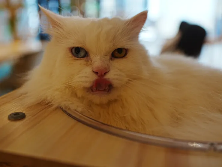 想到希斯萊傑版的小丑