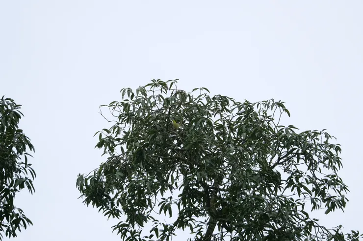 有超好僞裝顔色的Celon Green Pigeon（斯里蘭卡獨有種）