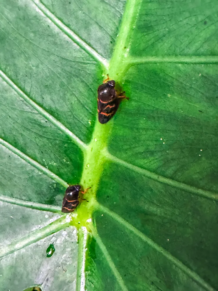 聽說它是炮彈飛車,最愛吸菇婆芋梗及葉脈汁液且是不會叫的蟬《紅紋沫蟬》,遇到驚嚇會像砲彈一樣彈開!實在太有趣了!!!下次看到來嚇它!!🤣