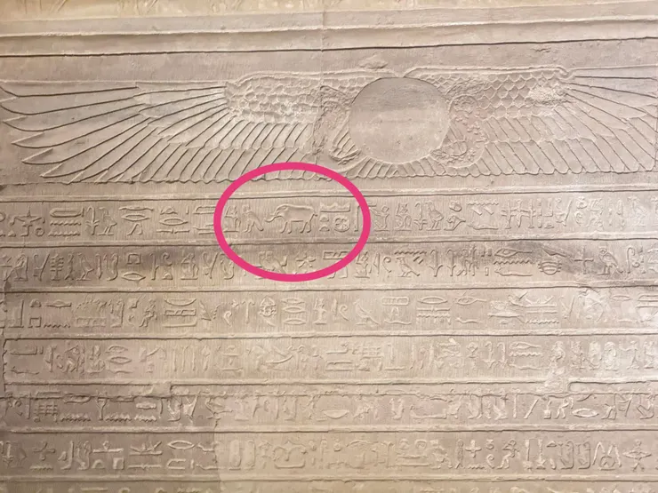 托勒密三世引進大象， 用來作為戰爭和勞役的運輸工具。