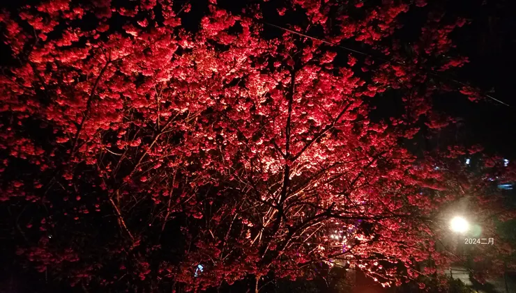 夜櫻嫣紅