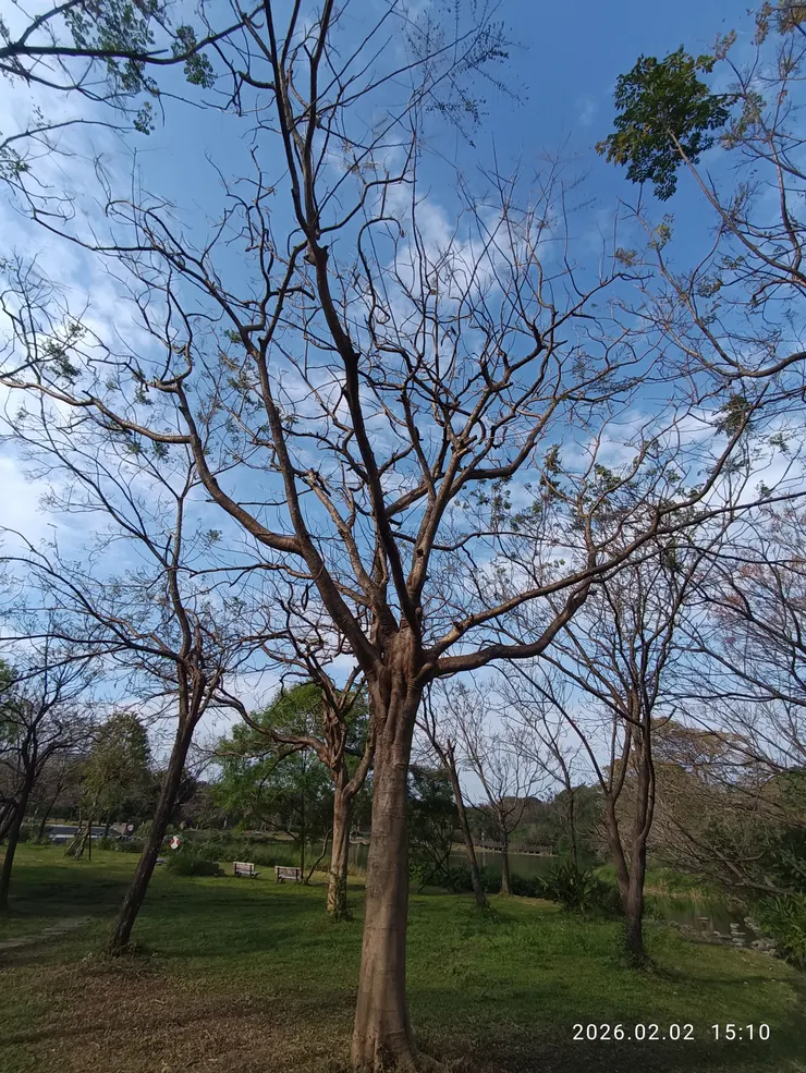 長天淨稍覺輕寒