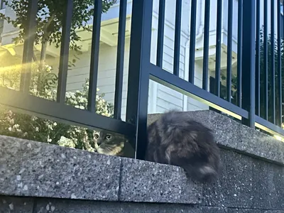 在河邊遇見貓，與自己相遇