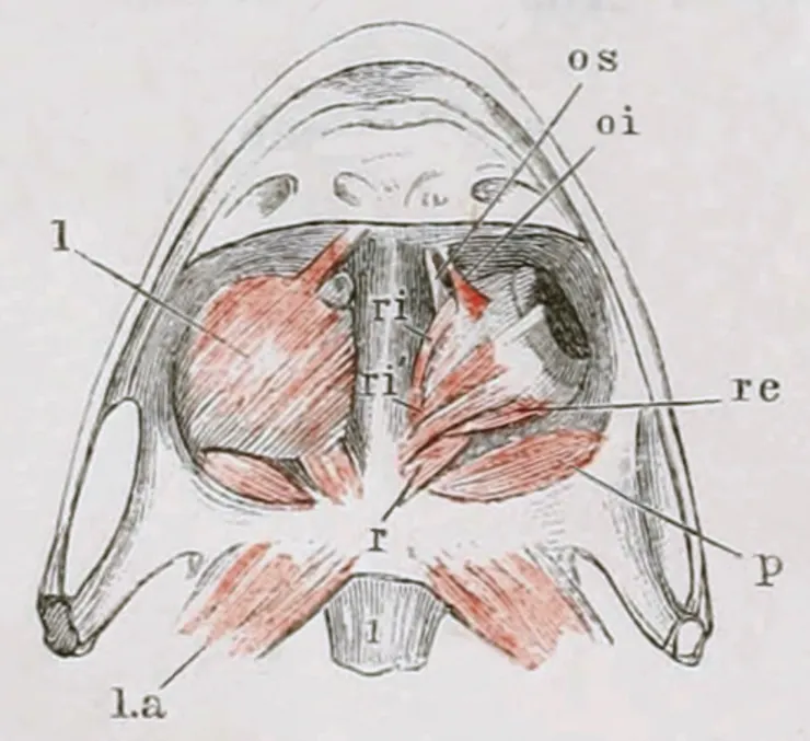 l就是眼球提肌(取自於Ento Key)