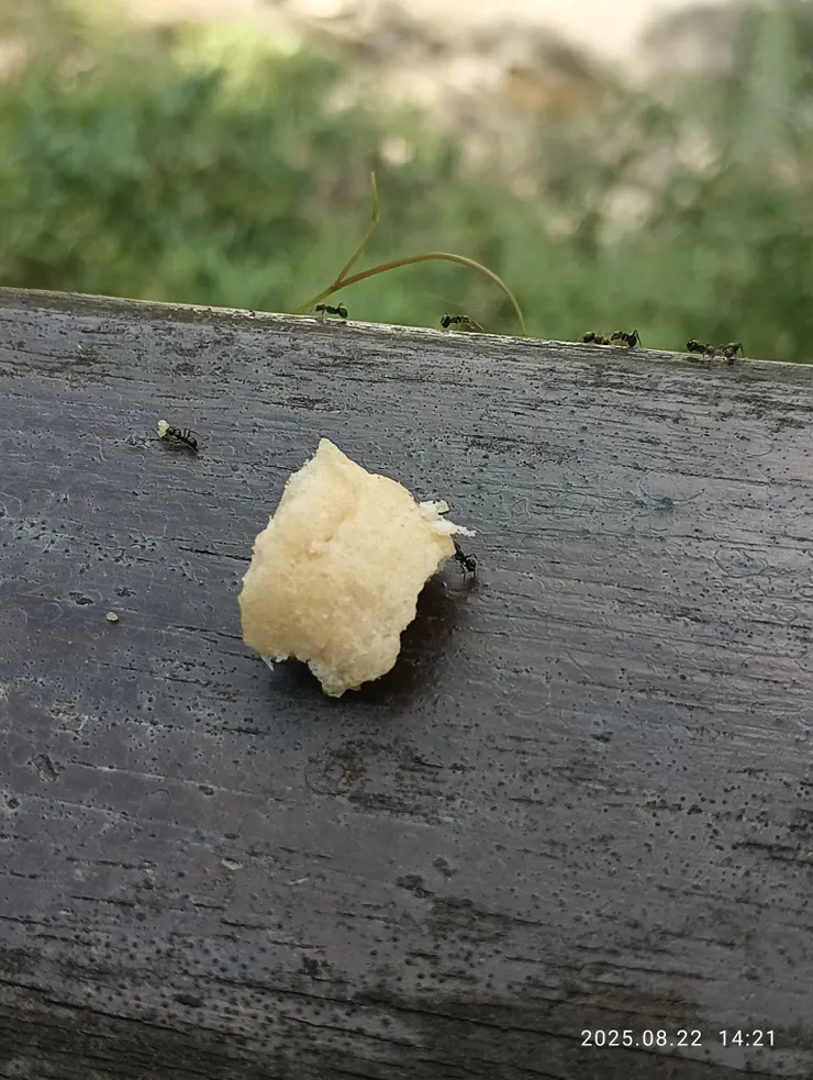 童心起餵食螞蟻