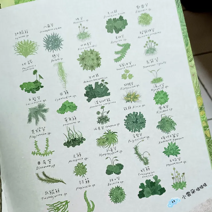原來苔蘚有這麼多種。