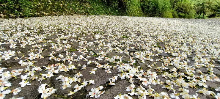 【滿舖樹冠或地表都是美麗風景，晚春清早綠光中流連桐花小徑。幸福綠光的早晨！】