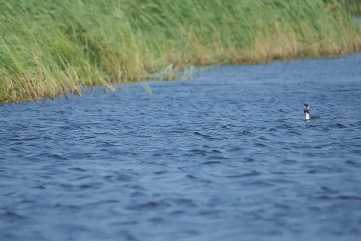 鳳頭鸊鷉成鳥的正面