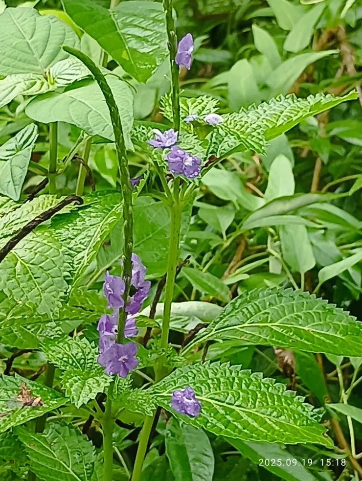 長穗木，自拍攝