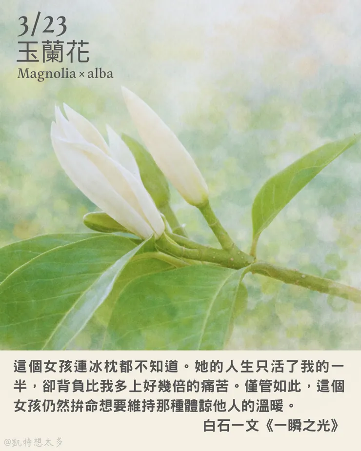 玉蘭花×白石一文《一瞬之光》