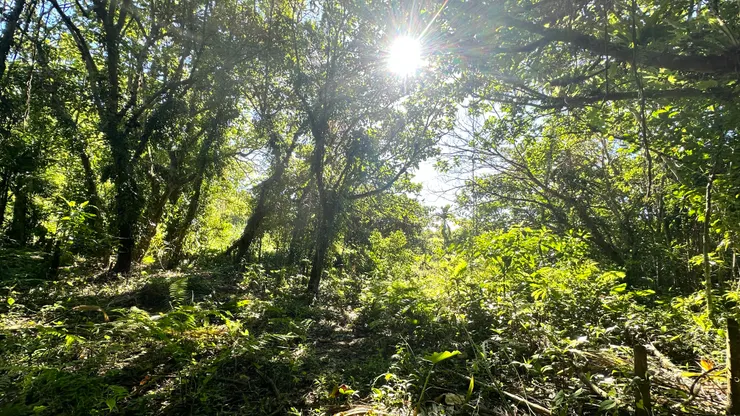清晨剛入林地，陽光從樹冠灑落，在藤蔓與樹影間流動，彷彿森林在緩緩吐納。