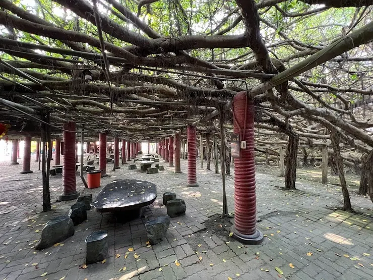 交錯自然的榕樹(圖片截圖於網路)