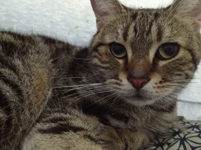 我家貓主子的最後一課：牠用託夢教我放下