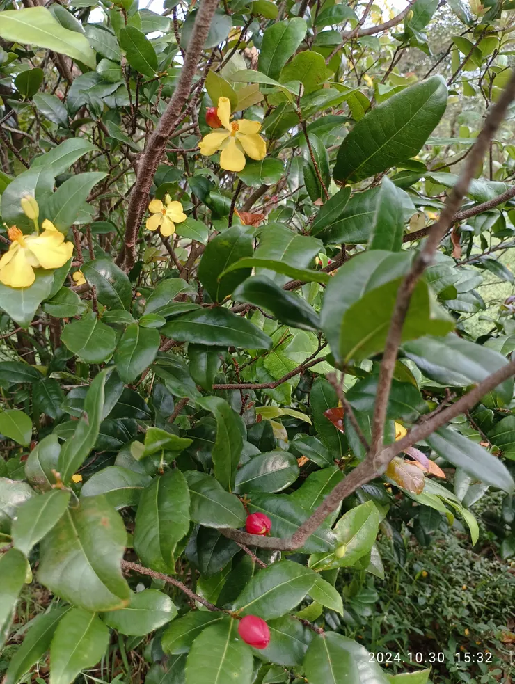 桂葉黃梅高茂密