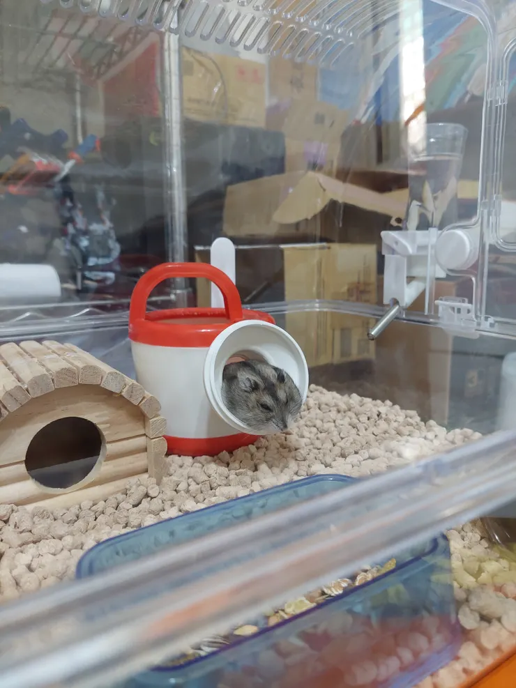 灑水瓶子裡流出來的鼠