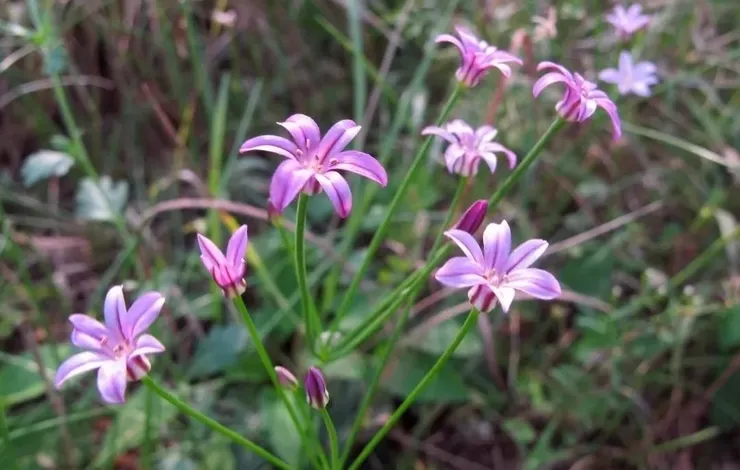 長梗韭(Allium neriniflorum)