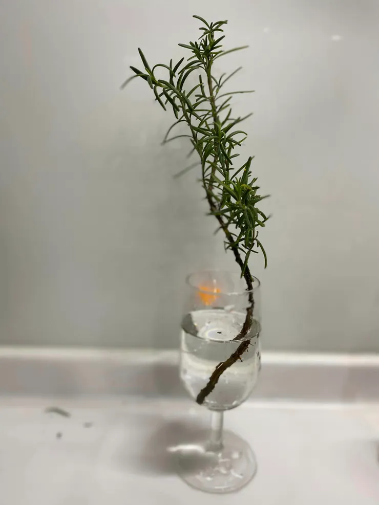 插在水杯裡聞香