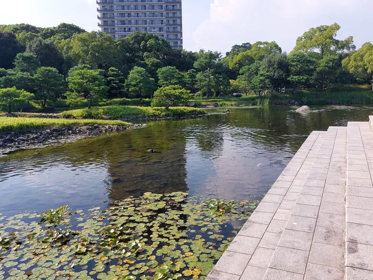 白鳥庭園中漂亮的自然風景搭配後方現代的高樓，給人一種不協調但又不會違和的衝擊感