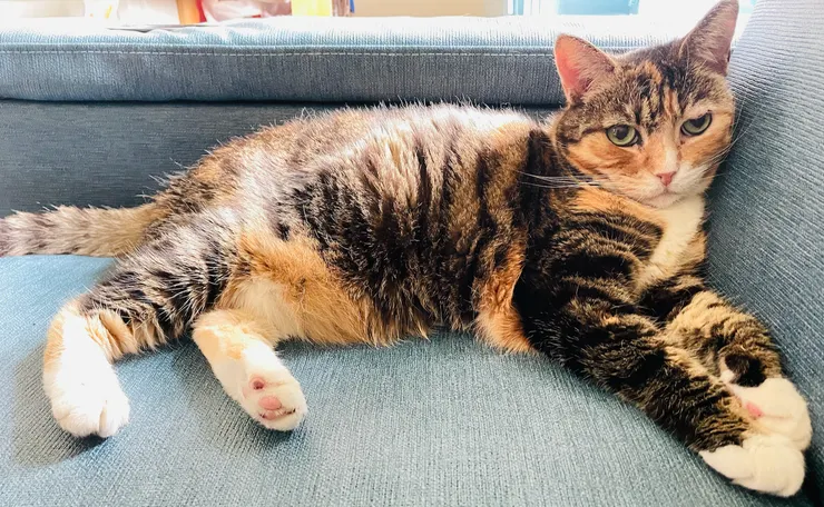 三花貓冬冬，真的是個性倔強，不願意乖乖吃延緩腎衰保健品，但卻可以瞬間消失不見蹤影。