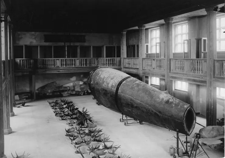 圖片來源：Naturhistoriska Museet at Slottsskogen 