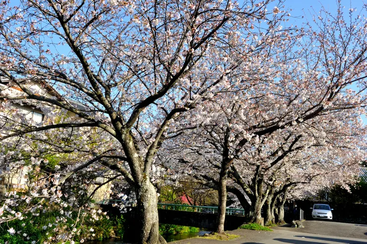 【櫻並木段賞花，樂舒懷，為繁櫻醉。】