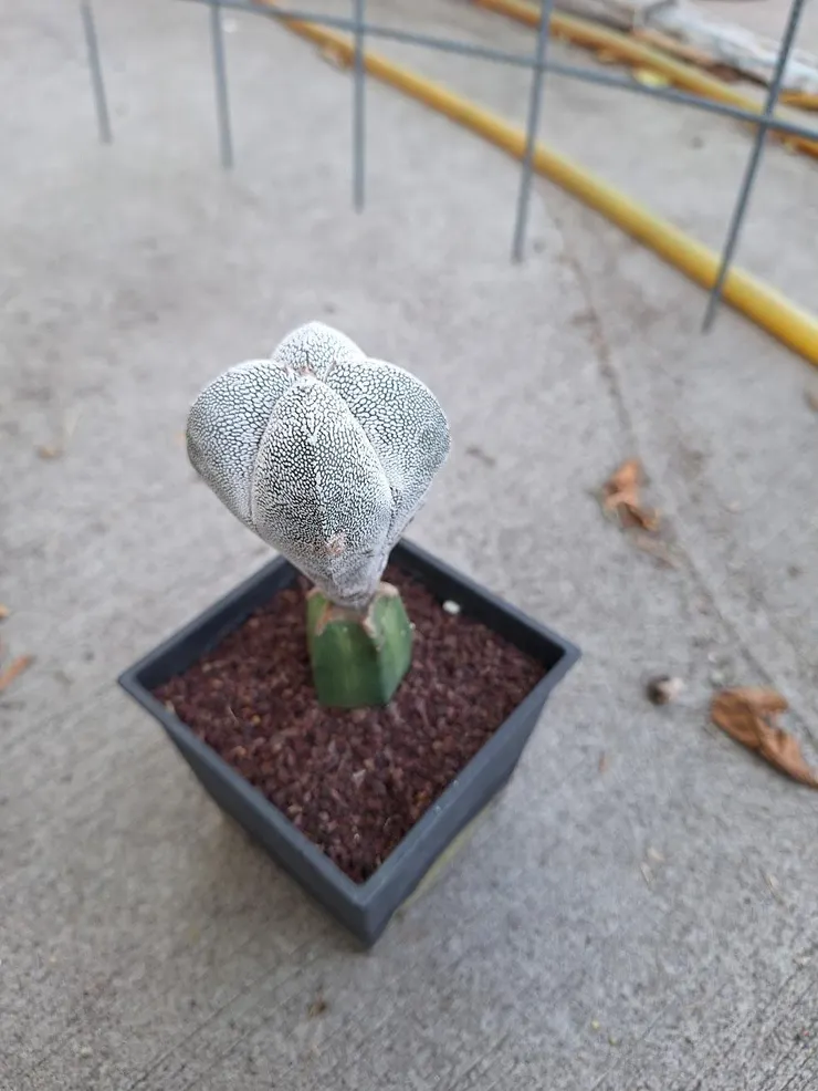 嫁接稍微大株的仙人掌