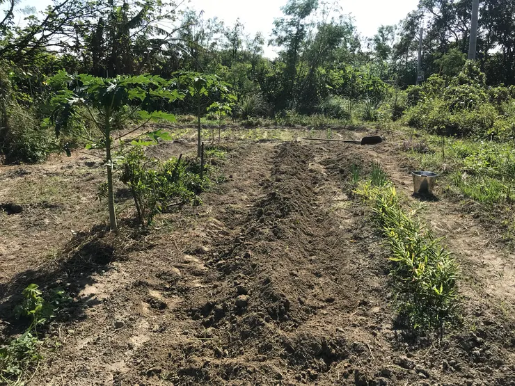 地表土已鋤鬆的狀況