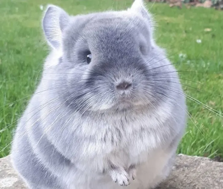 圖片來源：https://reurl.cc/rrX81y