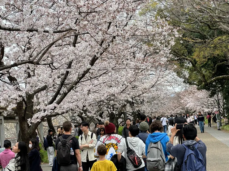 7成花開的大阪城吸引了居民近來賞櫻