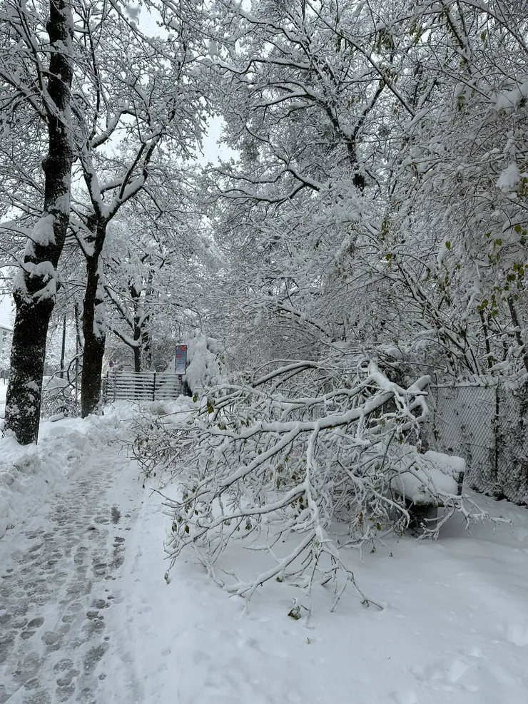 行道樹被雪壓斷了，觸目的景象