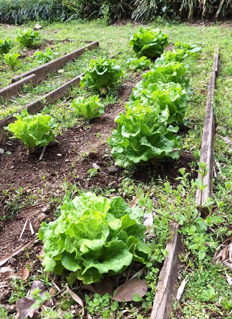 採用有機方式栽培的福山萵苣