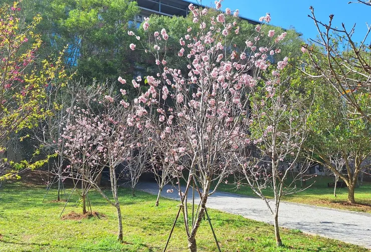 暨南大學日系櫻花區
