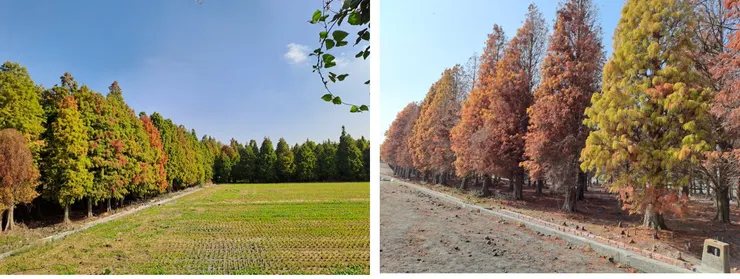 今年與去年相較,來的時間點都抓不好