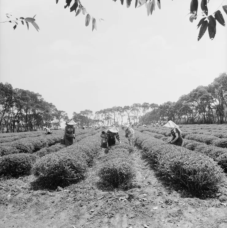 圖2 林口茶園採茶剪影 案名：1968農復會照片 檔號：0057/0015/1 來源機關：行政院新聞局 管有機關：國家發展委員會檔案管理局