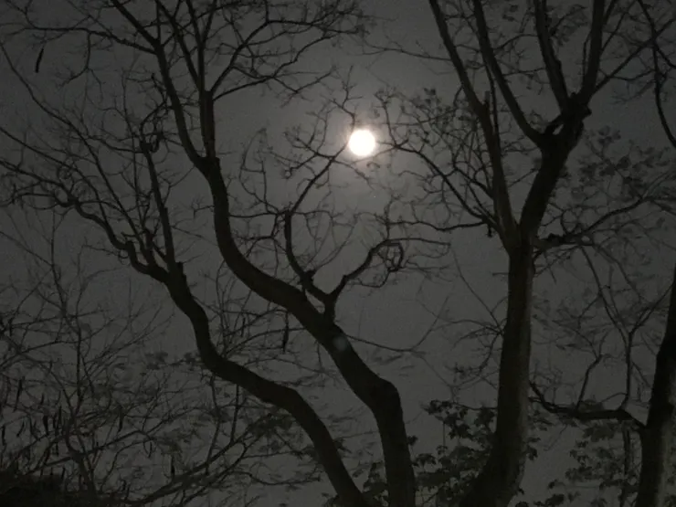 不知何時愛上夜拍，一輪明月掛枝芽，幾乎沒有色彩，卻充滿藝術感，我很喜歡。（圖 by Vina)