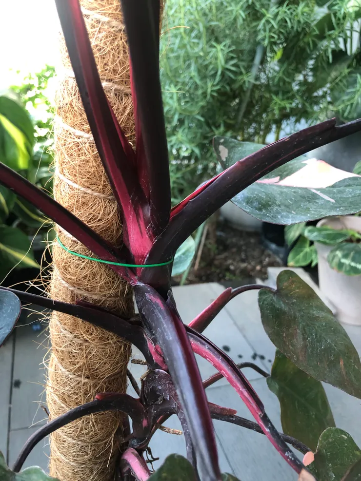 莖段上粉紅色的表現常被稱為藝線