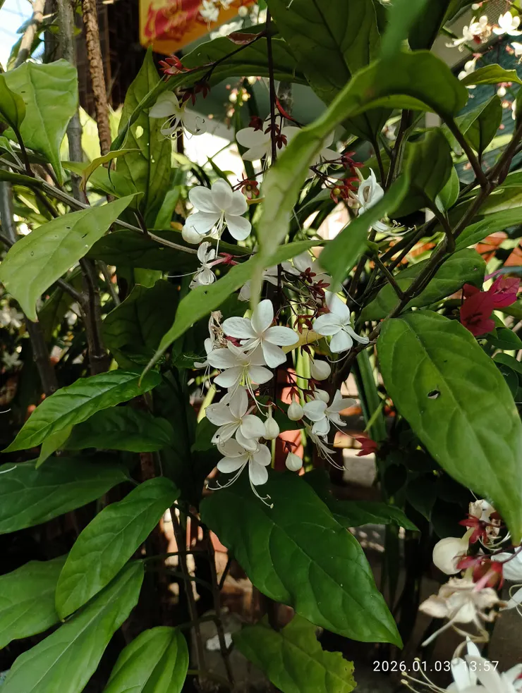 寂莫花譜梢頭弄，春尚未，也恨飄零；垂枝茉莉