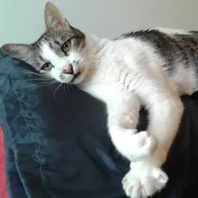 Kristine Wu的沙龍