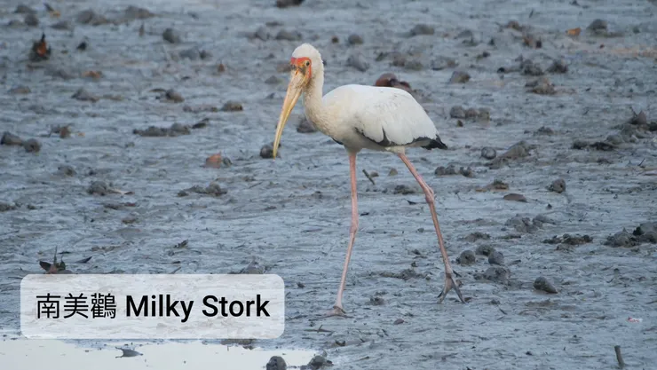 黑色部分比較小