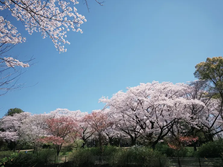 會場旁昭和紀念公園滿開的櫻花