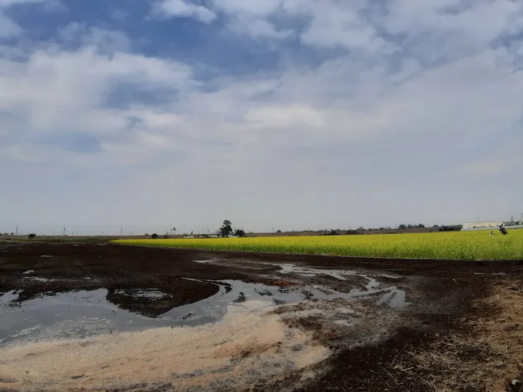 油菜花田旁的一畝田初灌溉，乍看之下彷彿卡布其諾咖啡。