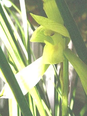 src