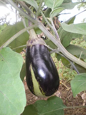 src