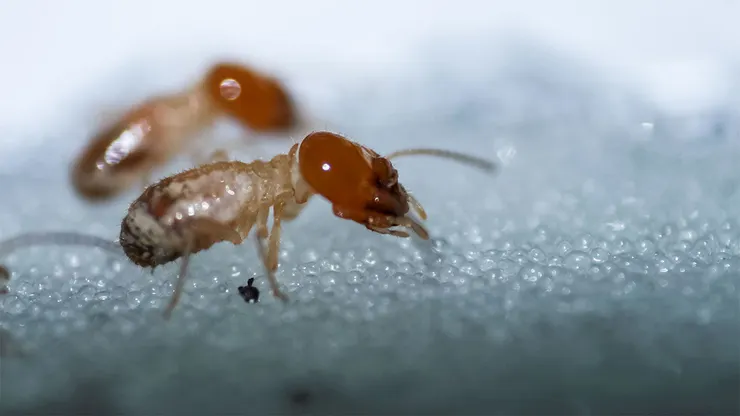 Odontotermes obesus。By Nikhil More - Own work, CC BY-SA 4.0