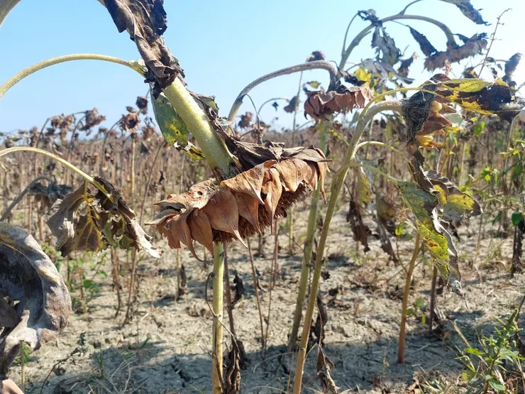 這不是一片花海，而是一個集體殉葬的現場。