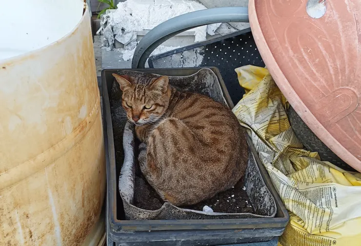 發情貓會刺激其他貓，導致騎跨、打鬥等行為頻繁出現
